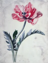 Blumenstücke, Orientalischer Mohn